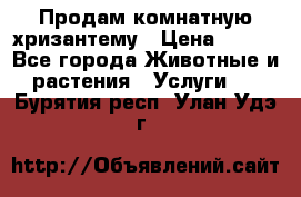 Продам комнатную хризантему › Цена ­ 250 - Все города Животные и растения » Услуги   . Бурятия респ.,Улан-Удэ г.